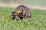 DOGUE DU TIBET 287